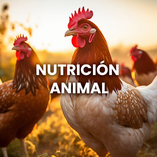 Nutrición Animal